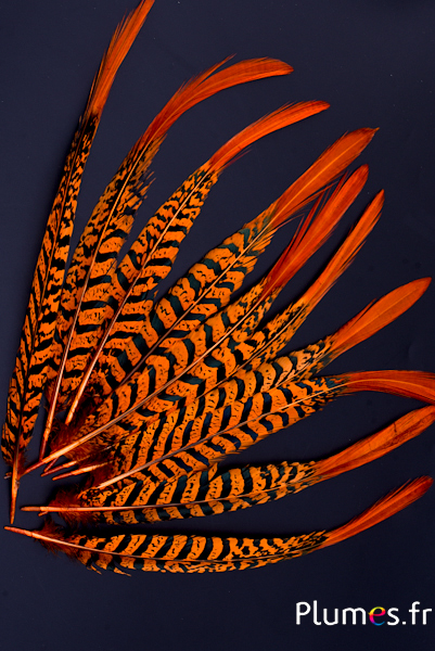 Faisan Lady Armherst - 24-27 cm - orange-noir 